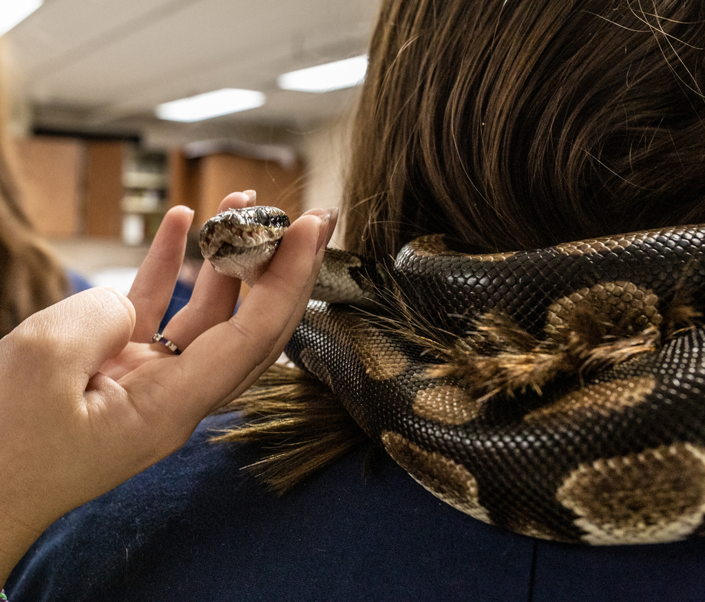 A close up of the snakes cute snoot.